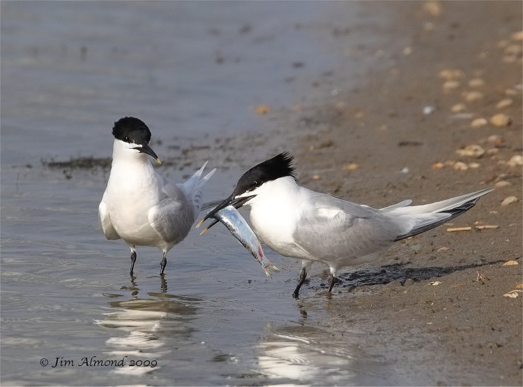 Sandwich Terns x 2 with fish Minsmere 19 6 09 IMG_7413_filtered